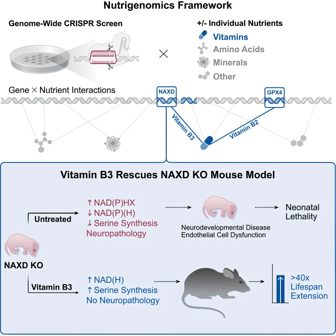 Key Mechanism Drives Neuronal Migration for Proper Cortical Layering